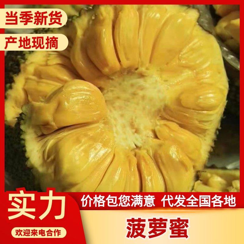 供应菠萝蜜泰八红肉、马来西亚1号黄肉没有中间商产源地直供
