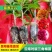 【100棵】云南重瓣彩色三角梅袋苗爬藤植物四季开花