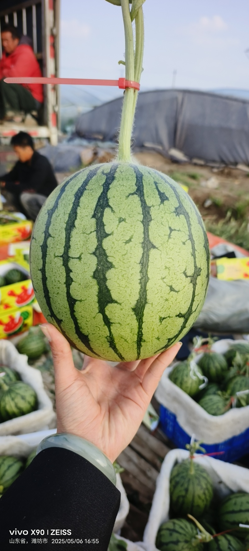 精品冰糖籽吊瓜接电商批发市场供应价格美丽