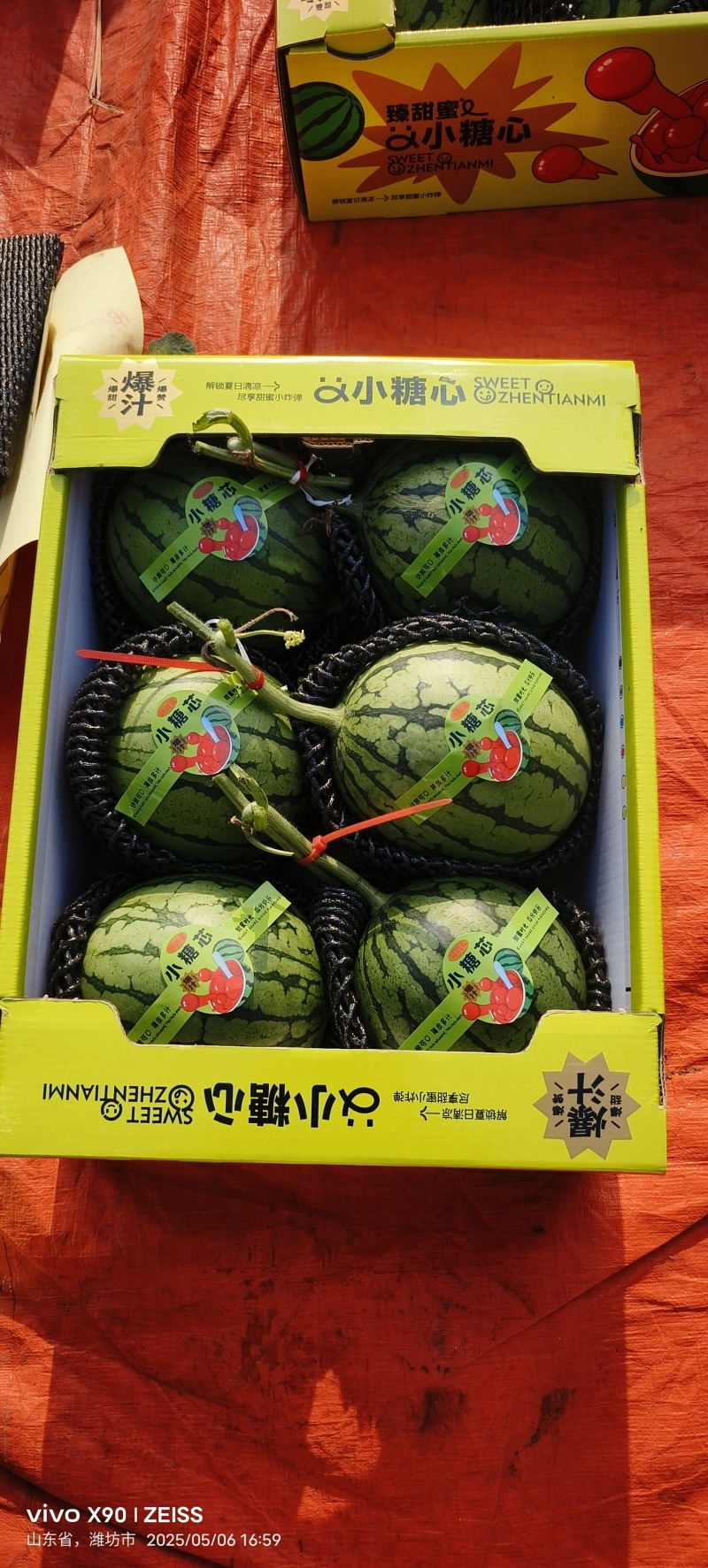 精品冰糖籽吊瓜接电商批发市场供应价格美丽