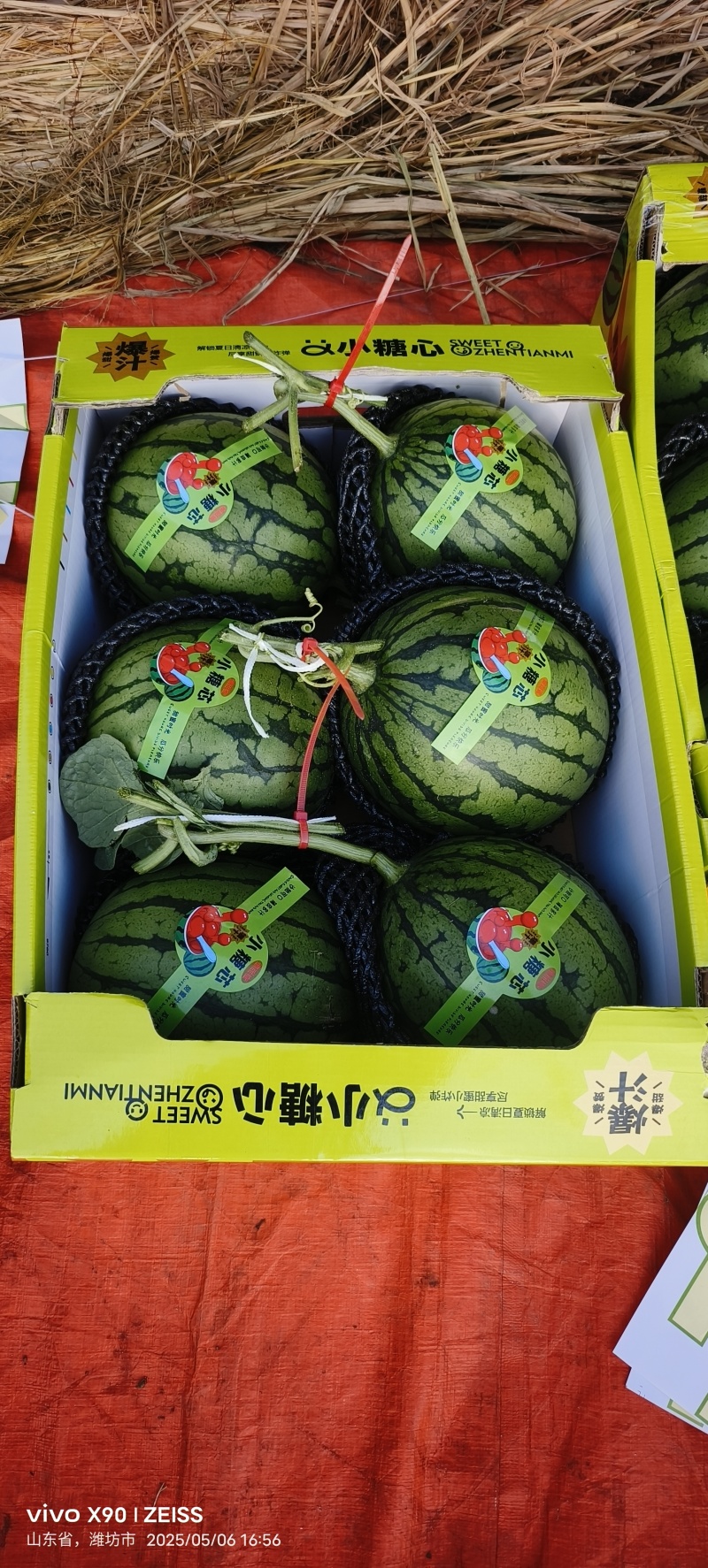 精品冰糖籽吊瓜接电商批发市场供应价格美丽