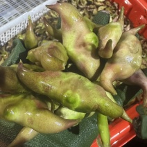 菱角
