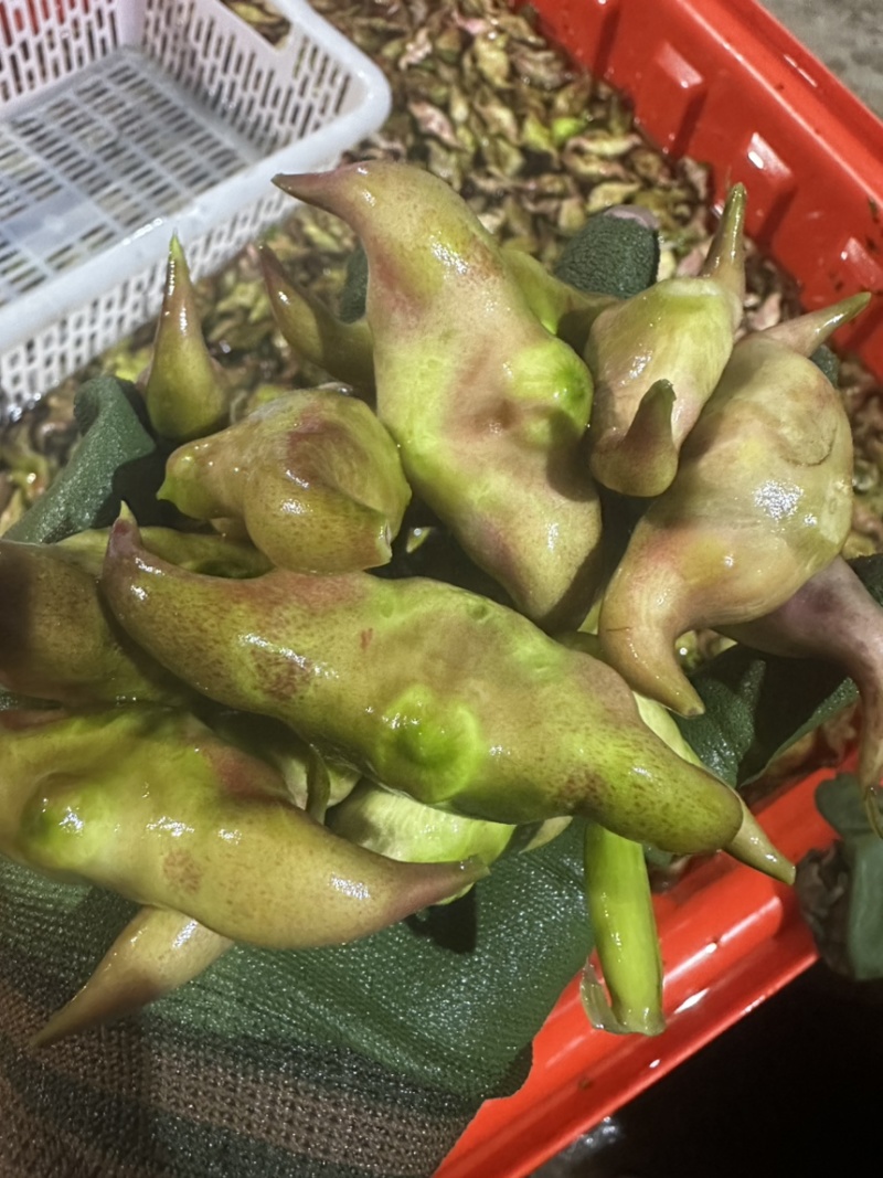 菱角