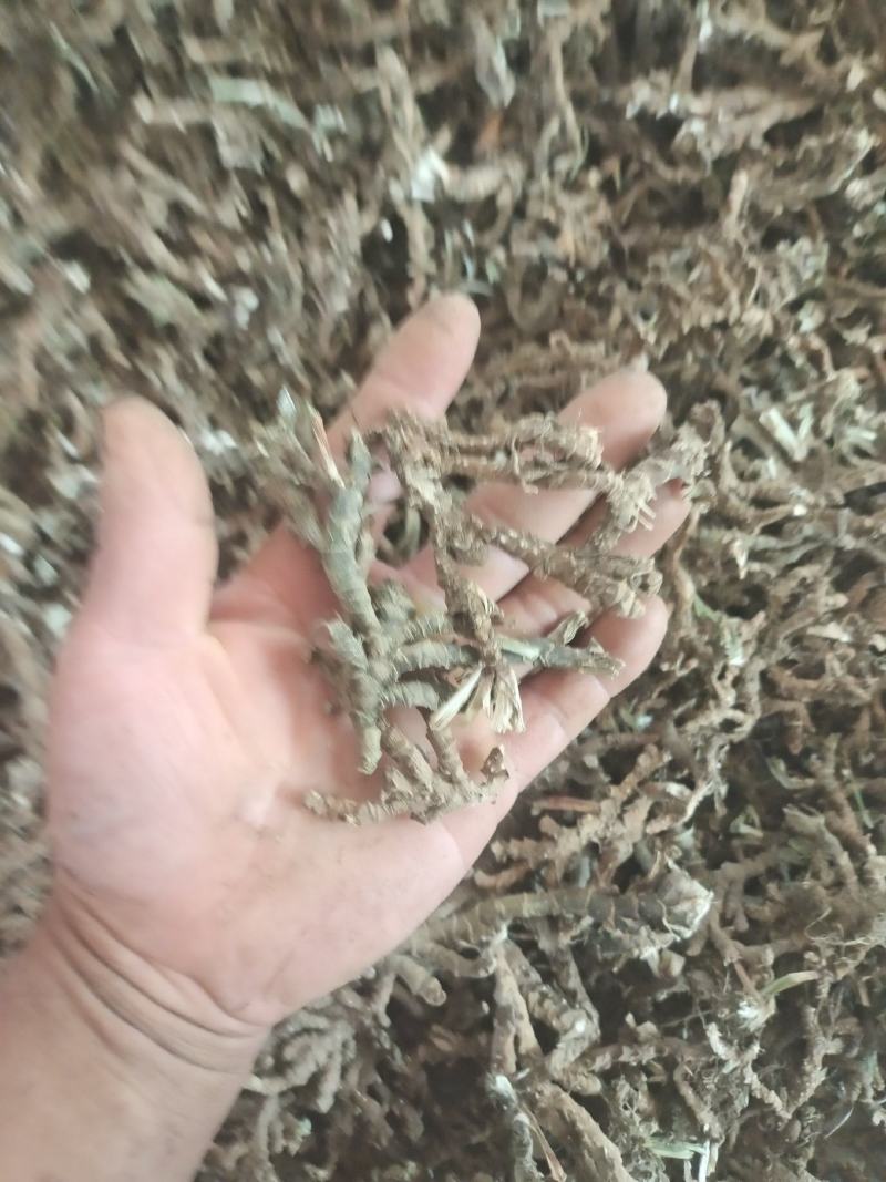 石菖蒲，野生石菖蒲干统货，质优价廉，欢迎下单