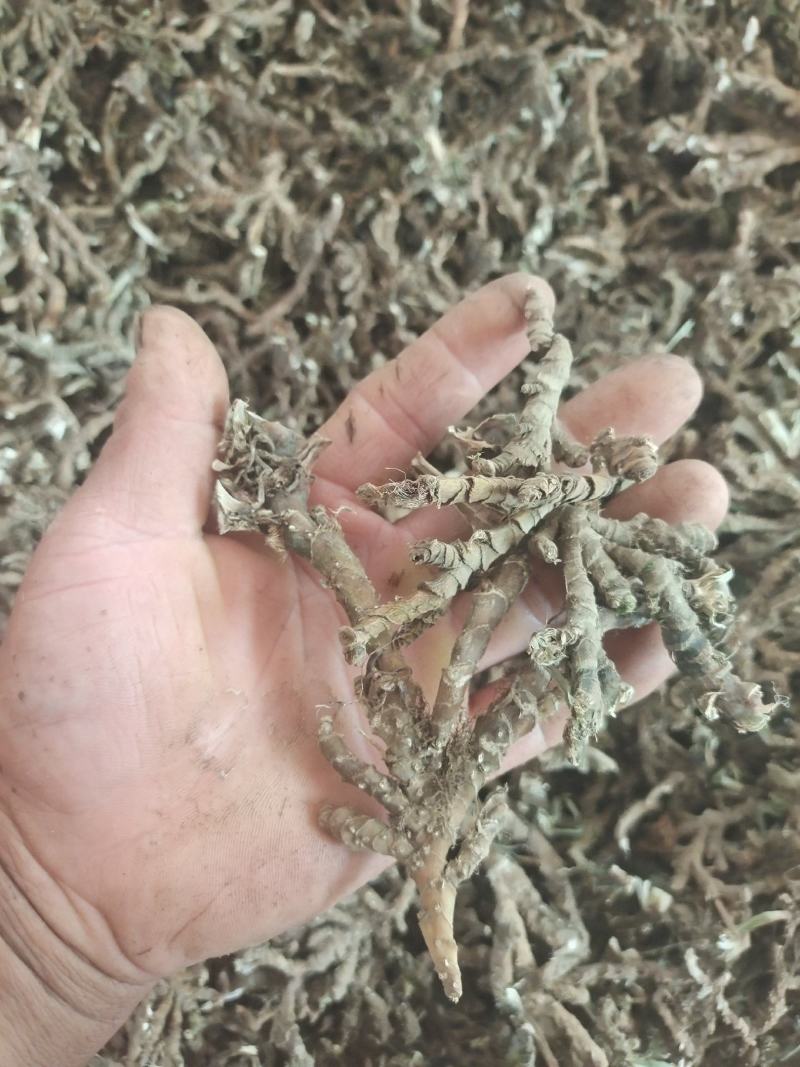 石菖蒲，野生石菖蒲干统货，质优价廉，欢迎下单