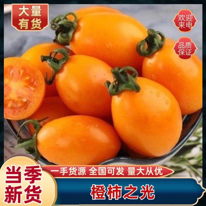 香芒皇后橙色小番茄精品圣女果全国发货量大从优
