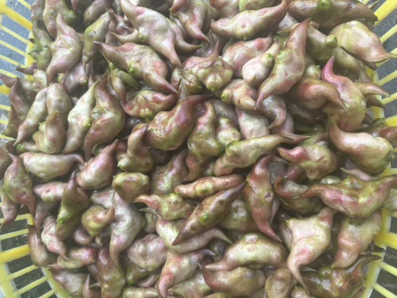 菱角