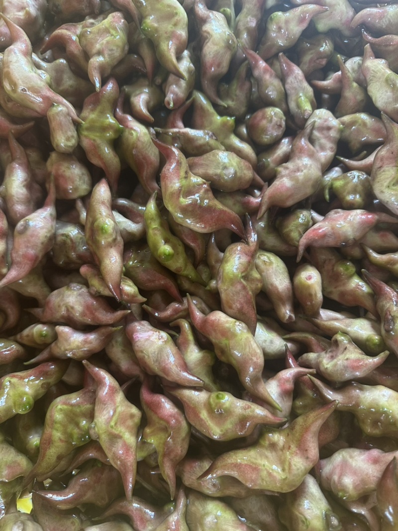 菱角