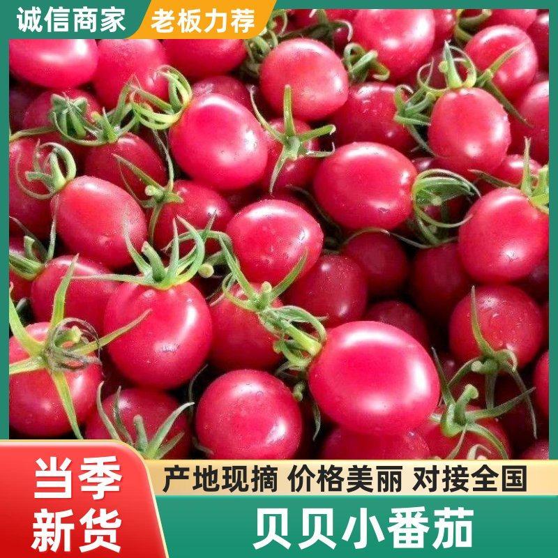 粉贝贝圣女果小番茄产地直发对接市场电商商超小柿子
