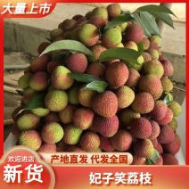 广西灵山荔枝之乡妃子笑白糖婴荔枝对接全国各地电商市场