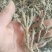 石菖蒲，野生石菖蒲干统货，质优价廉，欢迎下单