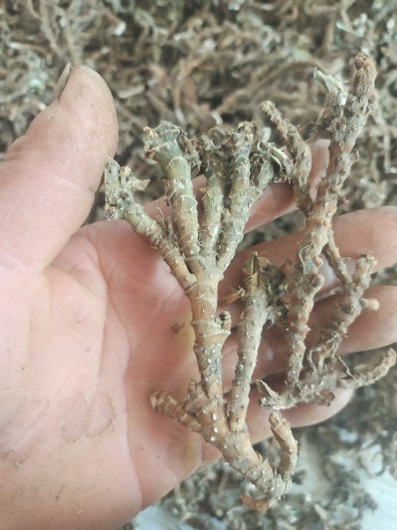 石菖蒲，野生石菖蒲干统货，质优价廉，欢迎下单