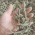 石菖蒲，野生石菖蒲干统货，质优价廉，欢迎下单