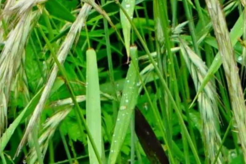 披碱草种子耐寒耐旱耐盐碱草种子，多年生护坡固土四季抗风沙