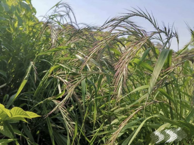 披碱草种子耐寒耐旱耐盐碱草种子，多年生护坡固土四季抗风沙