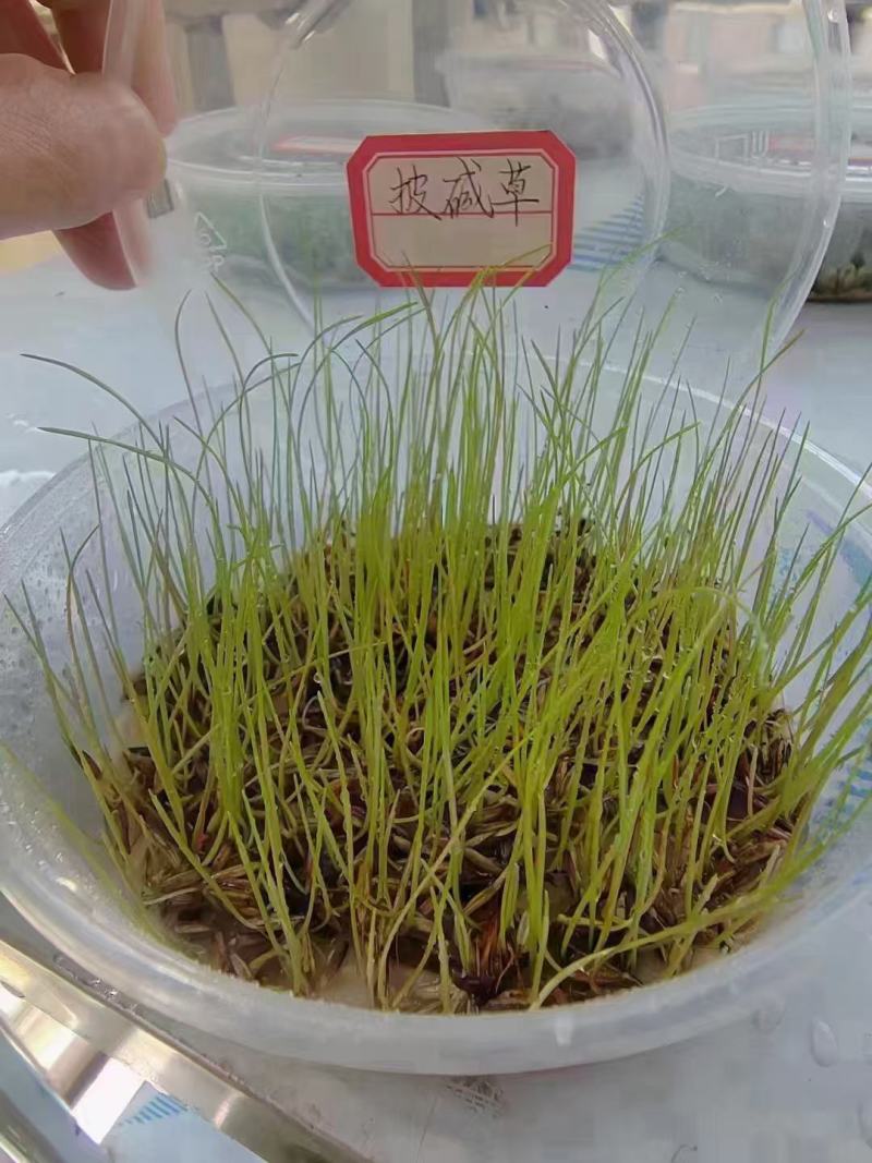 披碱草种子耐寒耐旱耐盐碱草种子，多年生护坡固土四季抗风沙