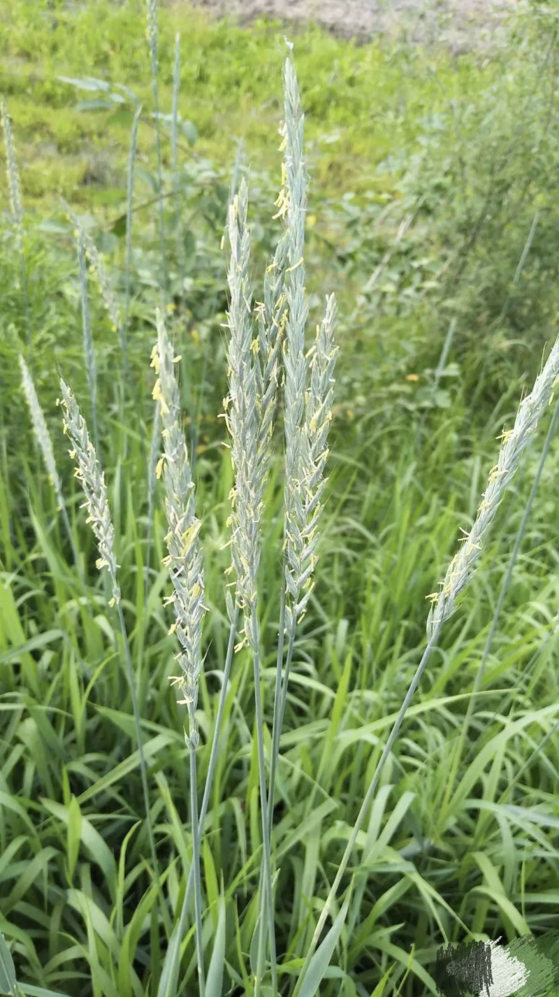 披碱草种子耐寒耐旱耐盐碱草种子，多年生护坡固土四季抗风沙