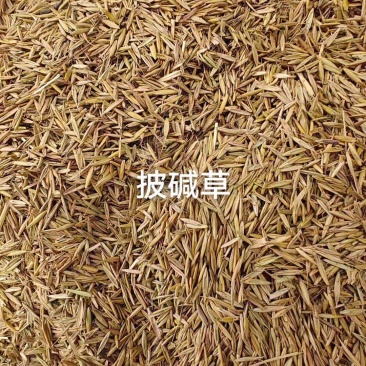 披碱草种子耐寒耐旱耐盐碱草种子，多年生护坡固土四季抗风沙