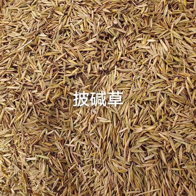 披碱草种子耐寒耐旱耐盐碱草种子，多年生护坡固土四季抗风沙