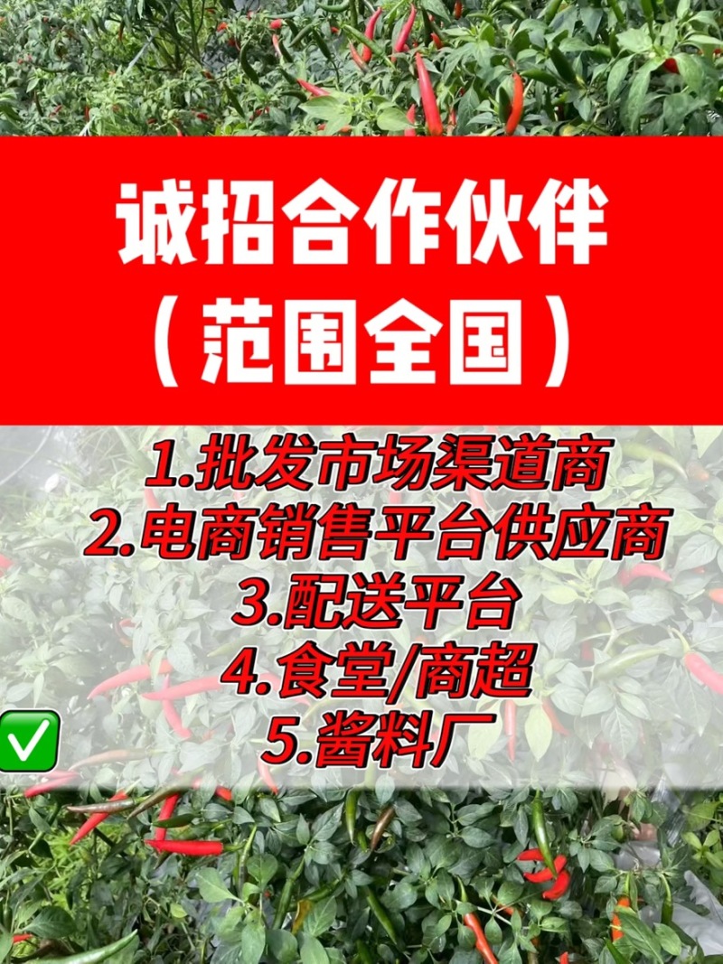 小米椒鲜辣椒大量现货诚招合作伙伴
