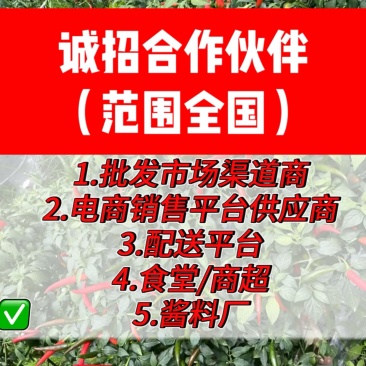 小米椒鲜辣椒大量现货诚招合作伙伴