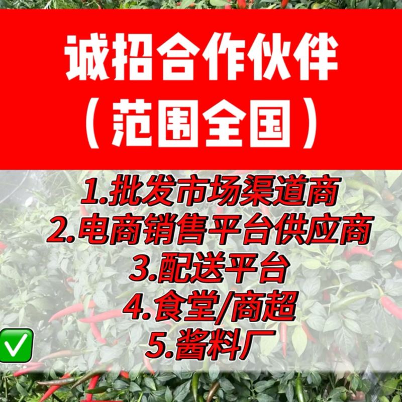 小米椒鲜辣椒大量现货诚招合作伙伴