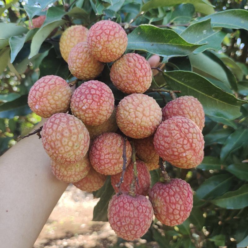 湛江市徐闻白糖罂荔枝，妃子笑荔枝，百家果