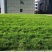高羊茅进口草坪种子四季青耐寒耐旱耐踏庭院绿化护坡草种
