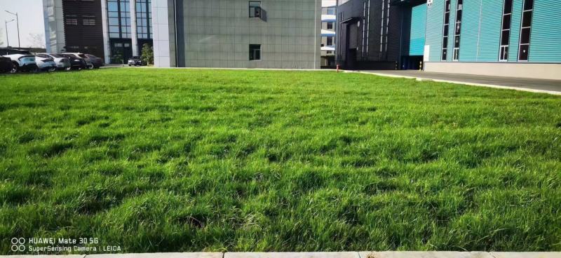 高羊茅进口草坪种子四季青耐寒耐旱耐踏庭院绿化护坡草种