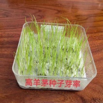 高羊茅进口草坪种子四季青耐寒耐旱耐踏庭院绿化护坡草种