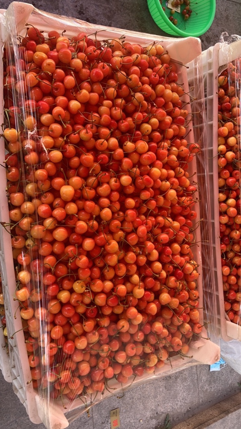 黄蜜樱桃