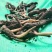营养丰富自产自销虫草量大从优品质有保障