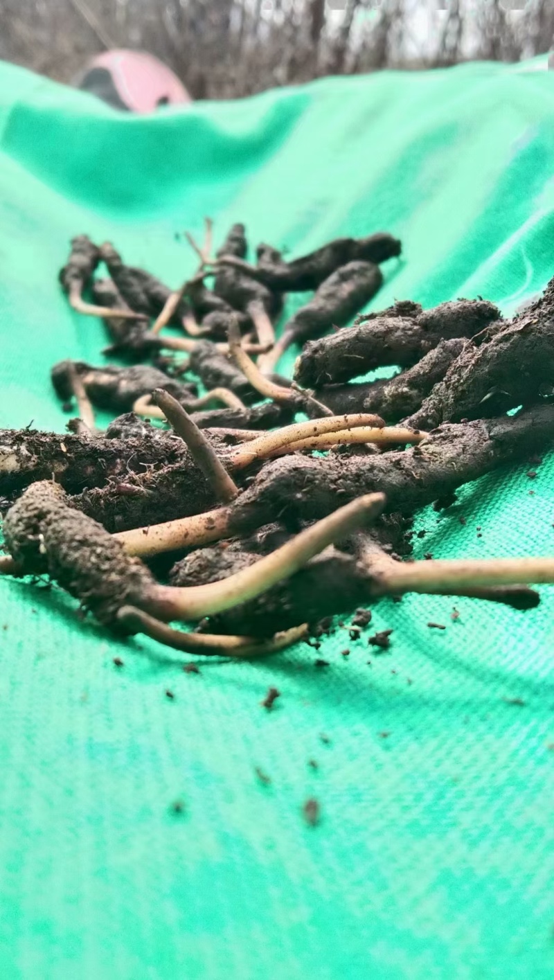 营养丰富自产自销虫草量大从优品质有保障