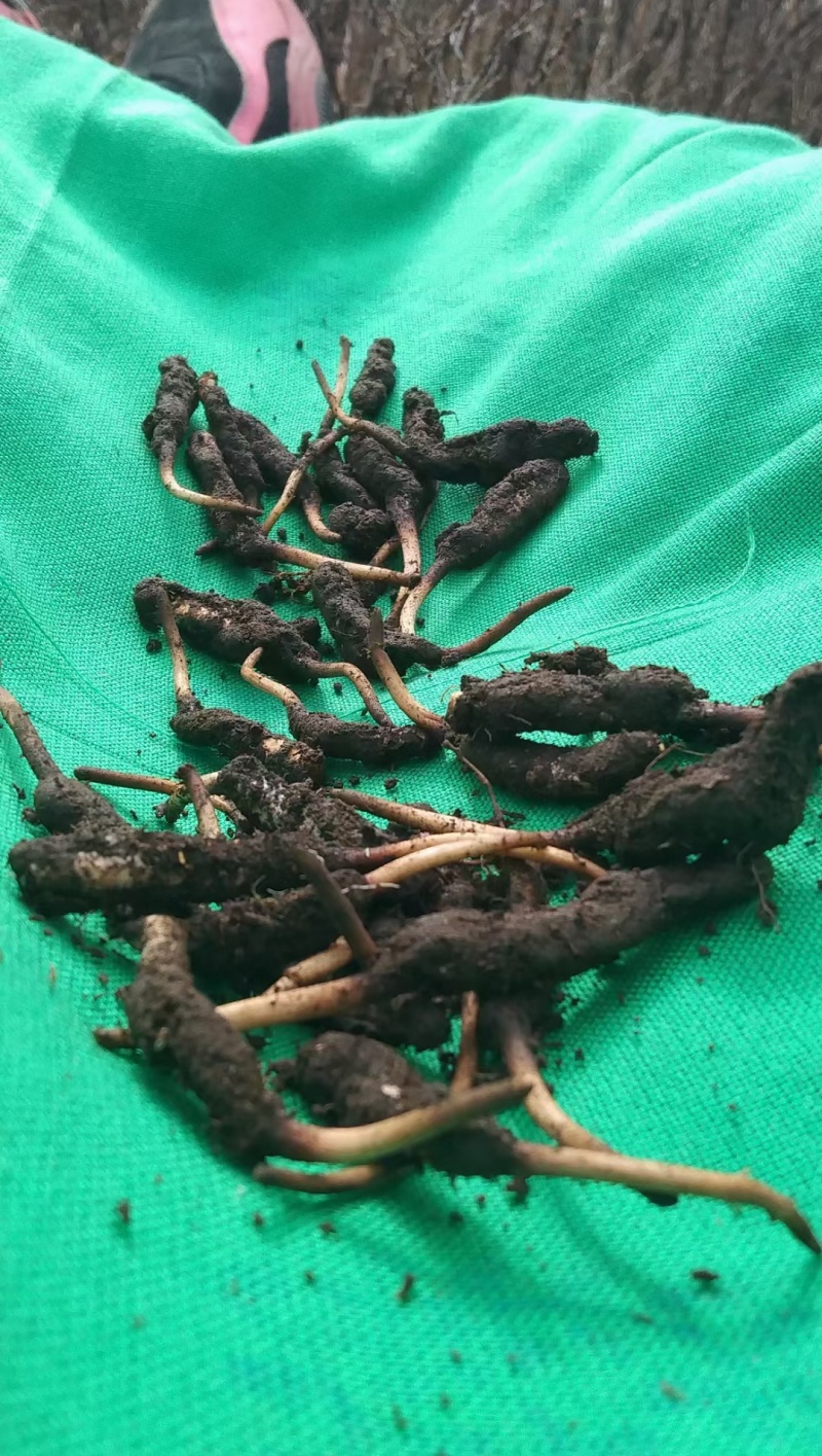 营养丰富自产自销虫草量大从优品质有保障