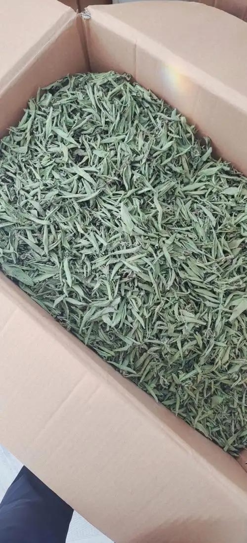 预售十一月份（精品甜叶菊叶子）