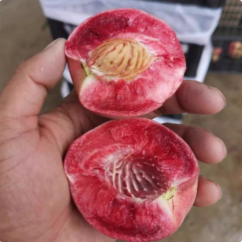正宗血桃当季水果孕妇红心脆甜桃子毛桃非水蜜桃新鲜现摘1/3/