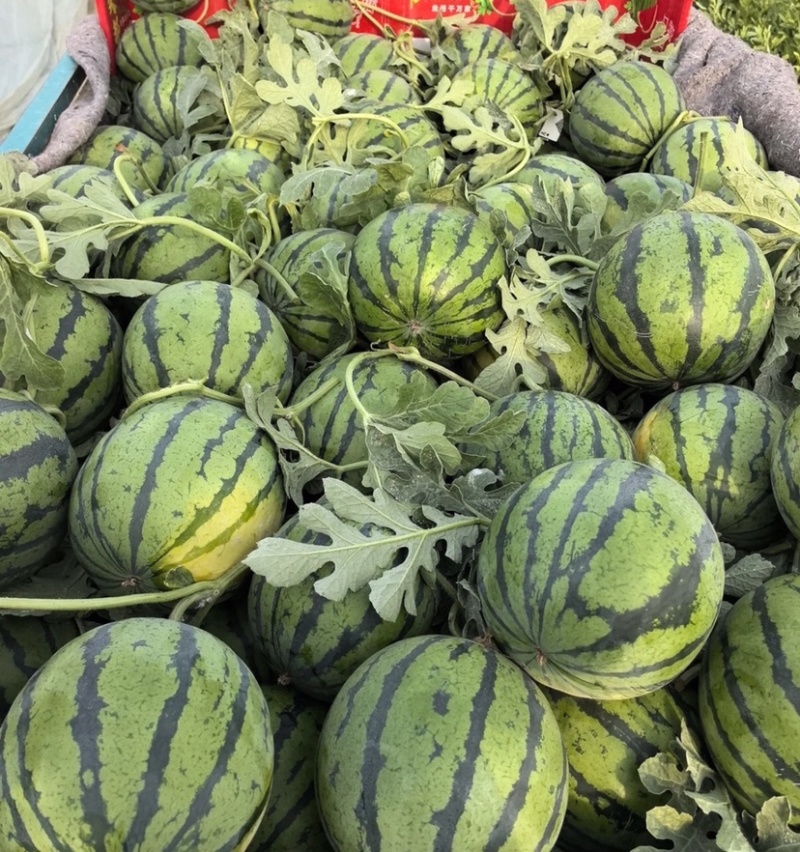 【实力推荐】精品美都西瓜产地直供一手货源新鲜采摘