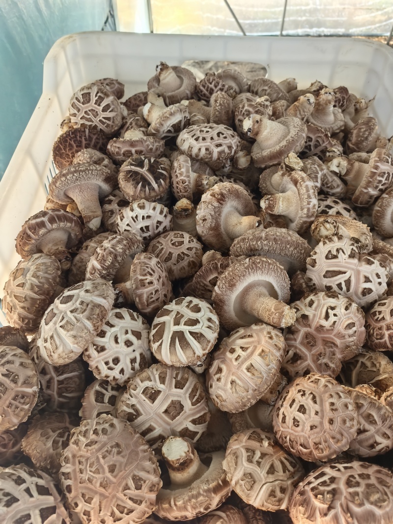 山西高原高品质香菇品质优可视频看货欢迎咨询