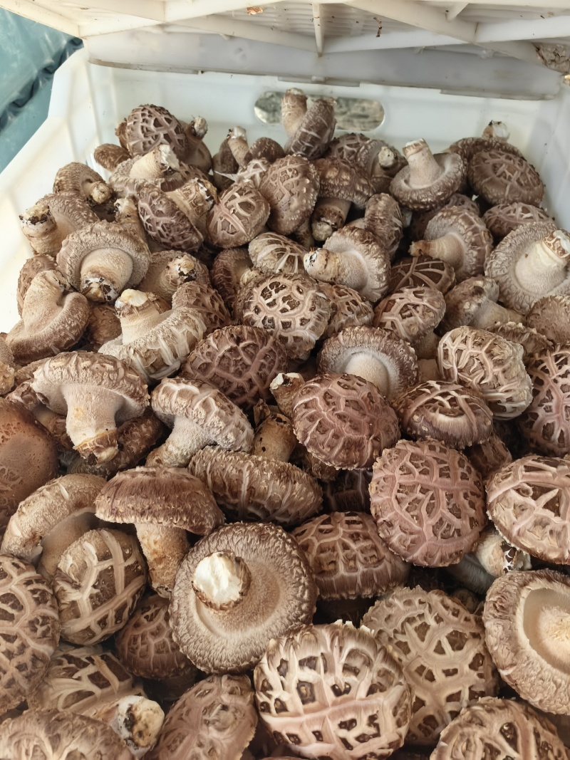 山西高原高品质香菇品质优可视频看货欢迎咨询