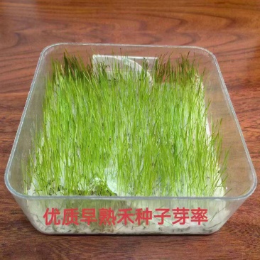 早熟禾草坪草籽耐寒耐踏矮生四季长青庭院别墅绿化优质种子