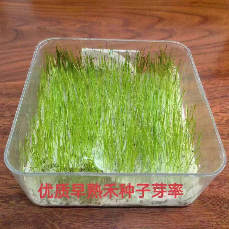 早熟禾草坪草籽耐寒耐踏矮生四季长青庭院别墅绿化优质种子