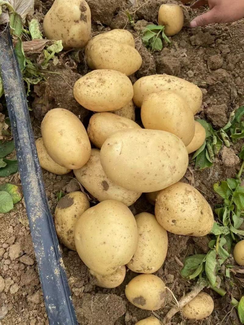 湖北新土豆上市，实验一，沃土，大量出货，一手货源质量保证