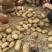 湖北新土豆上市，实验一，沃土，大量出货，一手货源质量保证