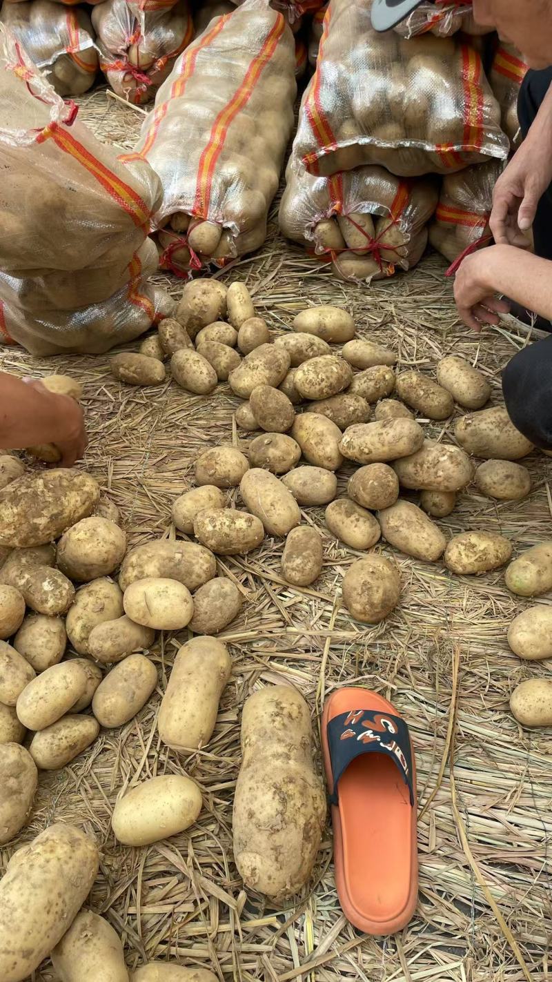 湖北新土豆上市，实验一，沃土，大量出货，一手货源质量保证