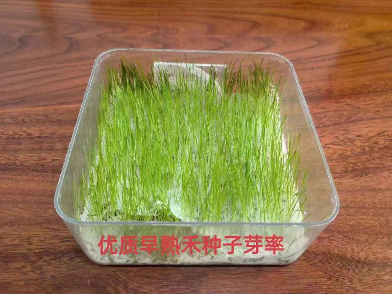 早熟禾草坪草籽耐寒耐踏矮生四季长青庭院别墅绿化优质种子