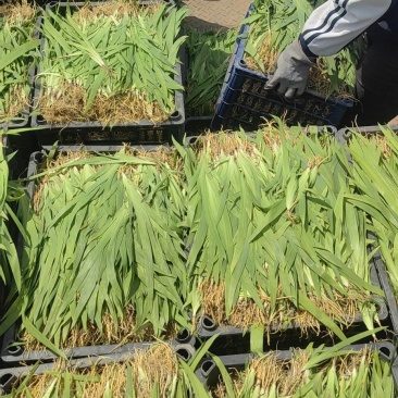 基地射干苗，价格美丽，三分一颗量大从优，包三年技术指导