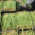 基地射干苗，价格美丽，三分一颗量大从优，包三年技术指导
