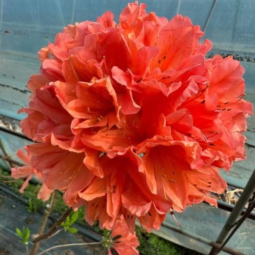 杜鹃花/杜鹃/红杜鹃/粉杜鹃/基地种植/全国供应批发