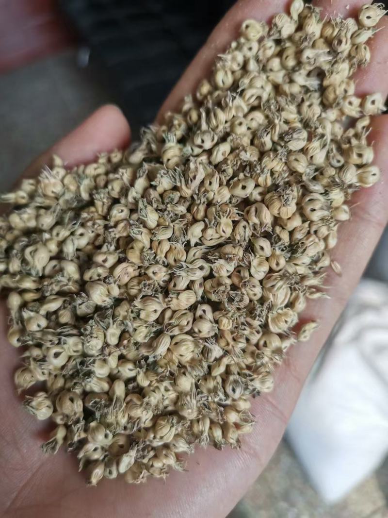 野牛草种子护坡固土草籽生态修复耐寒耐践踏耐旱暖季型矮生