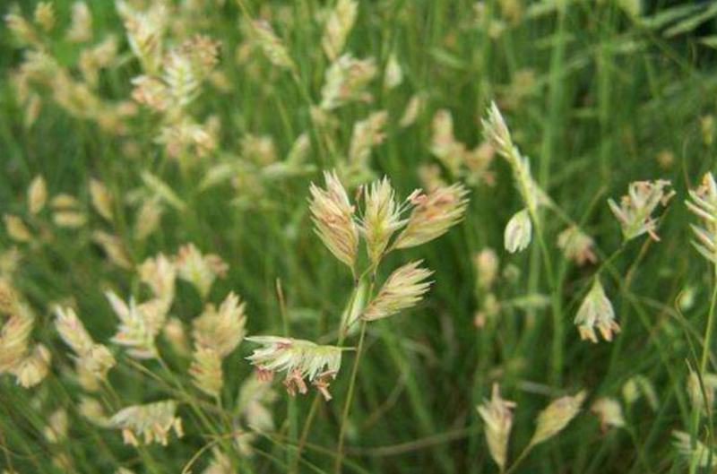 野牛草种子护坡固土草籽生态修复耐寒耐践踏耐旱暖季型矮生